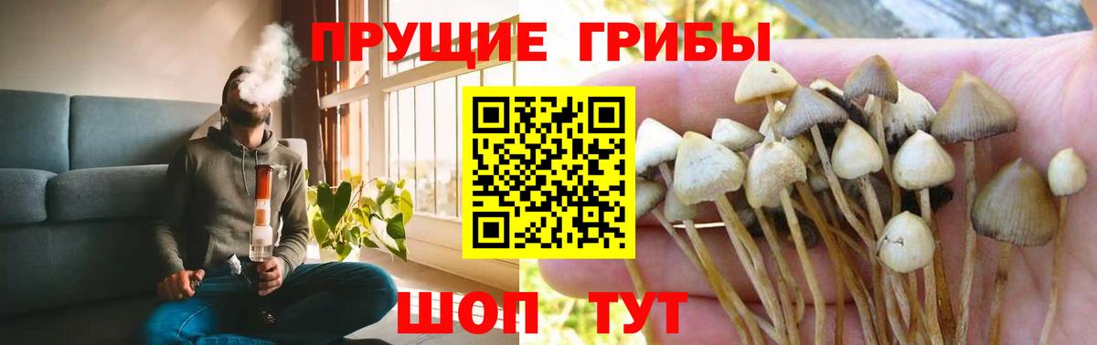 Псилоцибиновые грибы MAGIC MUSHROOMS  Вход с VPN  Псилоцибиновые грибы MAGIC MUSHROOMS  купить   Дмитров 